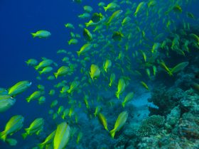 School of Surgeon fish on Great Barrier Reef Australia